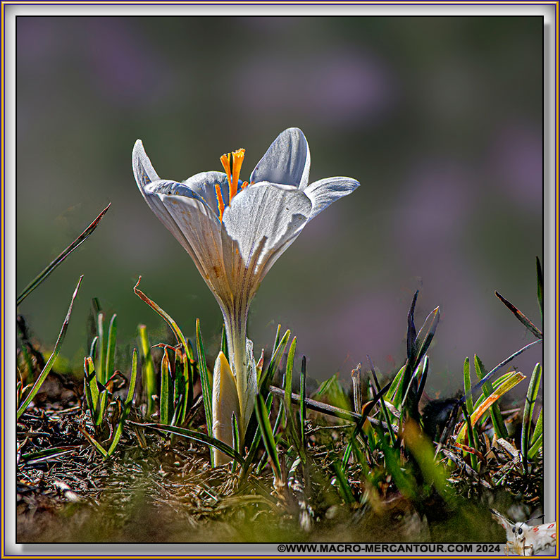 Crocus versicolor